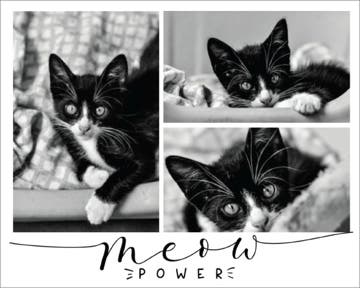 Picture of Meow Power- 16x20