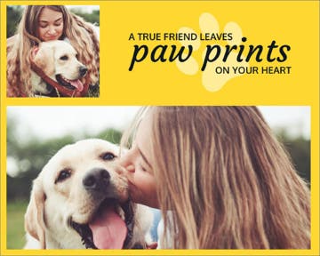 Picture of Paw prints- 16x20