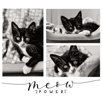 Picture of Meow Power - 12x12
