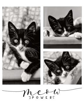 Picture of Meow Power - 20x16
