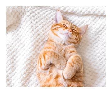 Picture of Blanket Collage -03 50x60 Sherpa
