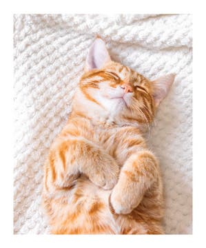 Picture of Blanket Collage -03 60x50 Sherpa