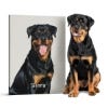 Picture of Pet Portrait