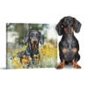 Picture of Pet Portrait