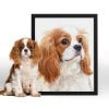 Picture of Pet Portrait