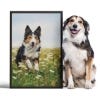 Picture of Pet Portrait