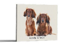 Pet Portraits